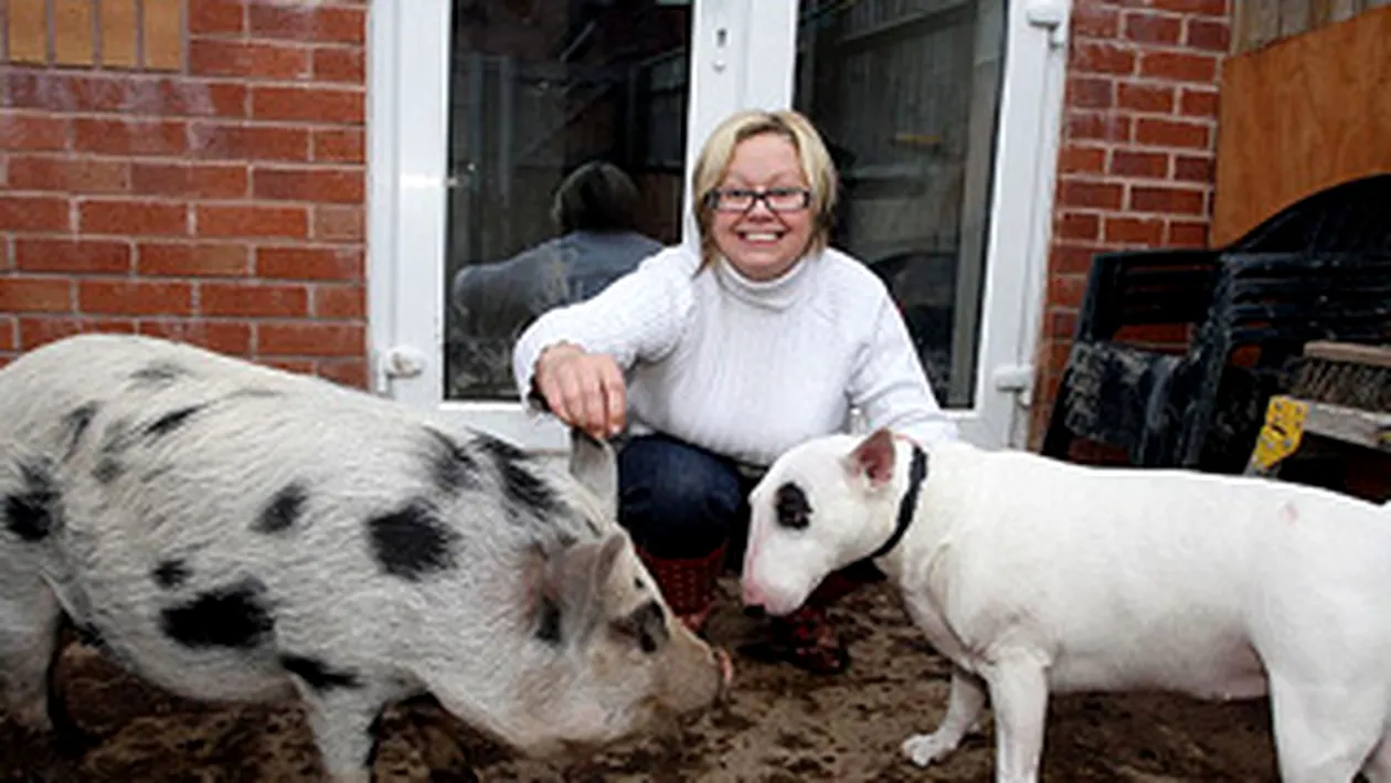Micro-porcul unei britanice a crescut intr-un an cat cainele!