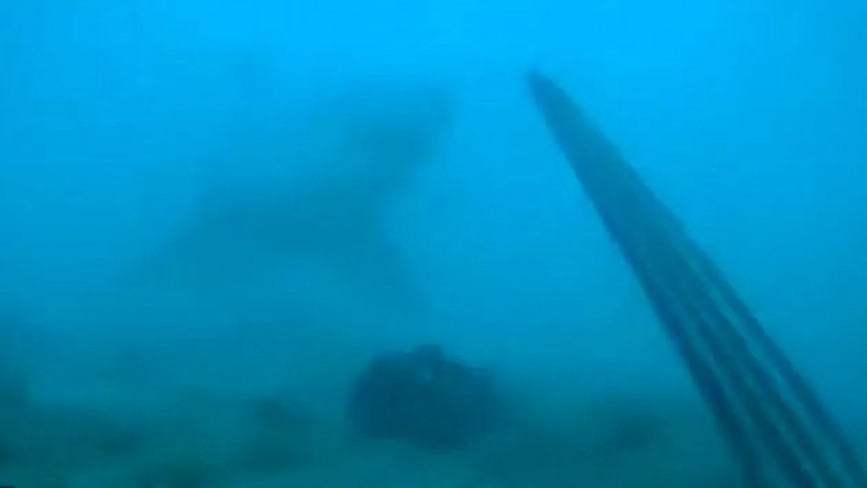 VIDEO Momentul INCREDIBIL in care un scafandru se intalneste cu MOARTEA ALBA! N-ai sa ghicesti cum a reusit sa il tina la distanta