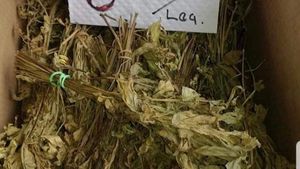 VIRAL | Cum a încercat un bărbat din Bucureşti să vândă leuştean uscat: "Bun pentru femei! Ori rămân gravide, ori..."