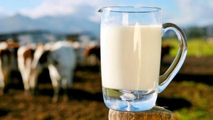 Alertă alimentară în România! Danone retrage de pe piaţă lactate posibil contaminate şi a blocat în depozit 75 tone de produse
