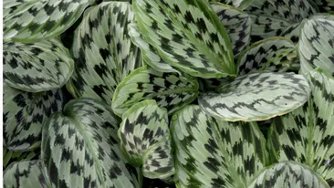 Planta care se roagă există și nu e scumpă deloc! Dar de ce se numește așa?