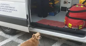 Galerie foto - poza 2