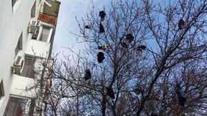 Vecinii ii ocupau mereu locul de parcare. Razbunarea incredibila a unei femei!