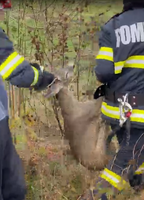 Operațiune de salvare emoționantă! Pompierii din Arad au scos o căprioară care era captivă într-un canal