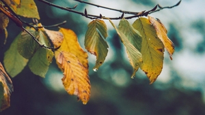 Nu scăpăm de ploi! Meteorologii au emis un nou cod galben de vreme rea. Harta zonelor afectate
