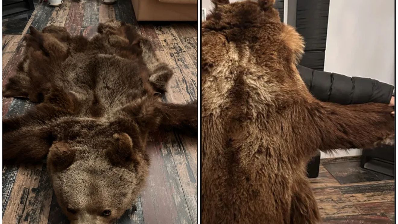 Cât costă o blană de urs pe OLX! Un băcăuan și-a scos trofeul la vânzare