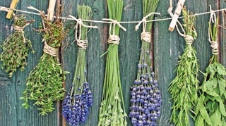 Puterea medicinei alternative: plantele pot avea calitati vindecatoare sau distrugatoare