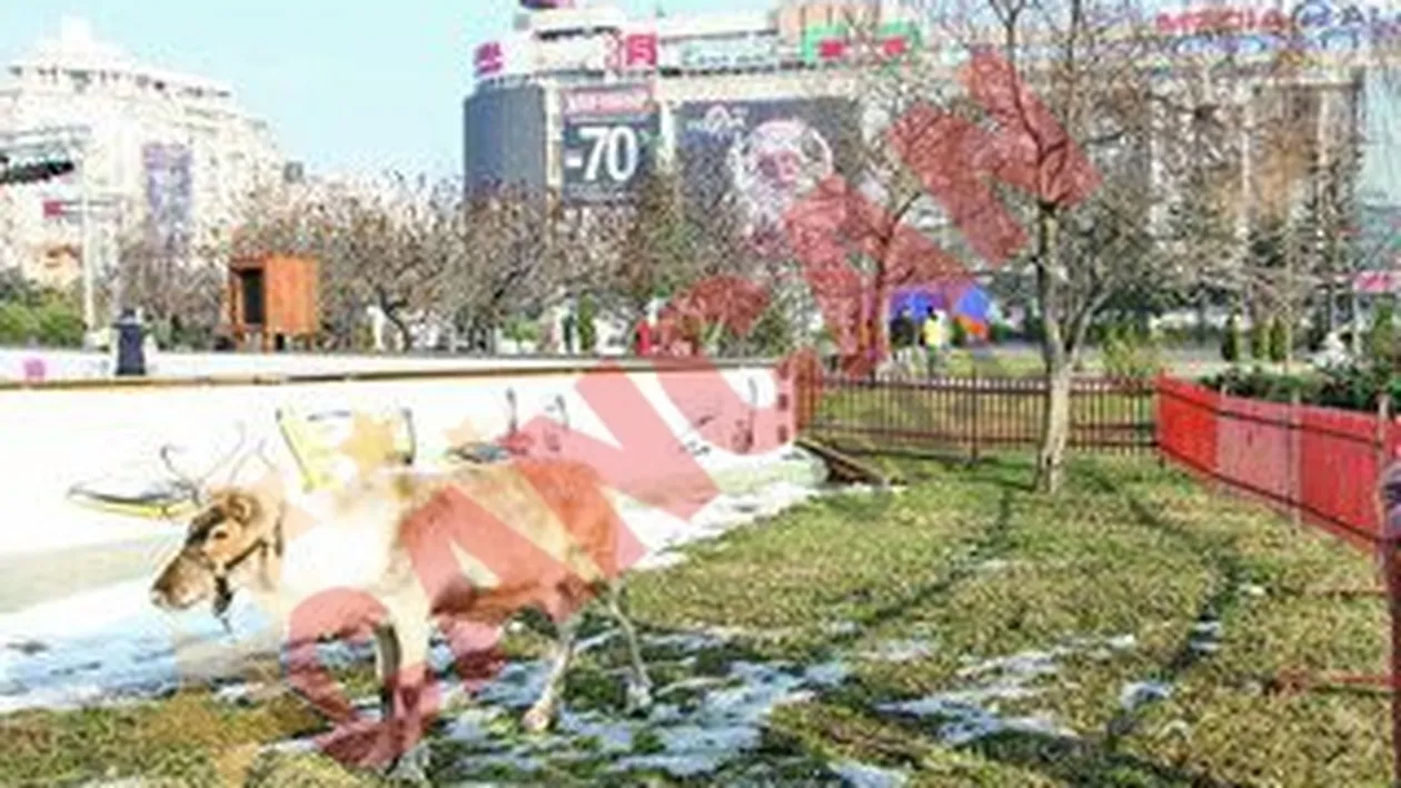 Renii Mosului pasc in fata magazinului Unirea