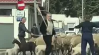 VIDEO FABULOS. Gigi Becali și-a scos oile la plimbare! Latifundiarul a blocat traficul în Pipera