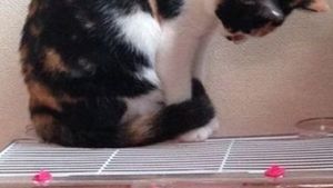 Când pisicile iau lecţii de la şoareci, rezultatele nu pot fi altfel decât virale!