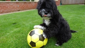 Fă cunoştinţă cu Ronaldog, câinele fotbalist extrem de talentat! 