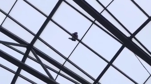 Imaginile care îți taie respirația! Un copil a urcat pe cupola de sticlă a mall-ului Afi Cotroceni