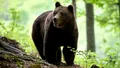 Urșii, țapi ispășitori pentru o situație incredibilă. Autoritățile se chinuie de zece ani să construiască 9 kilometri de autostradă