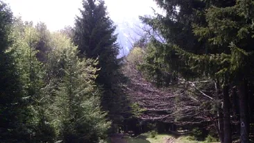 O fetita s-a ratacit in munti in timpul Campionatului National de Alergare Montana