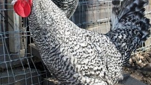 Trei gaini si un cocos au dat gata o vulpe