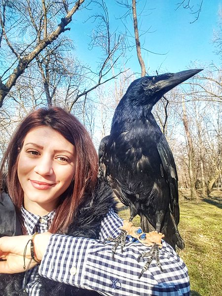 Ce petrecere au dat doi români pentru cioara de companie. Cronco a împlinit 2 ani