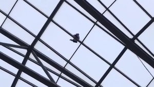 Imaginile care îți taie respirația! Un copil a urcat pe cupola de sticlă a mall-ului Afi Cotroceni