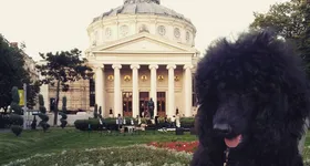 Galerie foto - poza 2