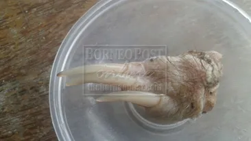 Creatura care i-a lăsat muţi pe oamenii de ştiinţă! Nimeni nu ştie ce animal e ăsta şi cum a ajuns pe Pământ!