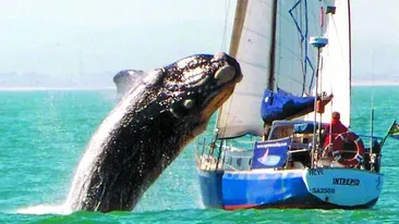 S-au trezit cu balena pe iaht!