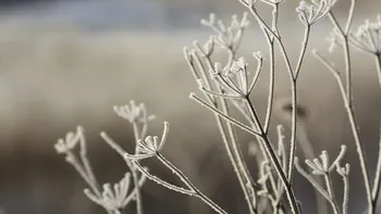 Prognoza meteo azi, 3 mai 2026. Frig și brumă în depresiunile din Transilvania: avertisment pentru agricultori