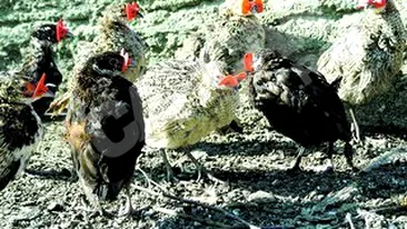 Gorjeanca Cornelia Chilea a cheltuit 1.500 de lei pe dotarile pentru pasari! I-a luat de fazani!