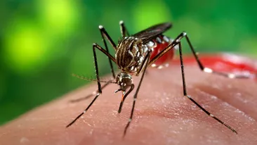 Primul caz de ZIKA înregistrat în România! Cum se manifestă şi cât de mari sunt riscurile pentru cei infectaţi
