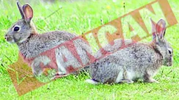 Iepurii lui Vladut Munteanu