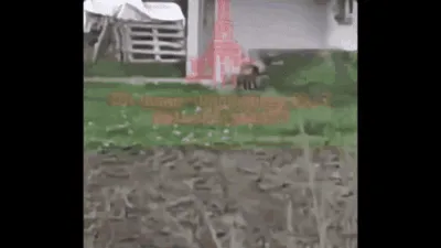 Un animal ciudat a ieșit dintr-o pădure din vestul Ucrainei, aproape de granița cu România. Reacțiile apărute pe internet