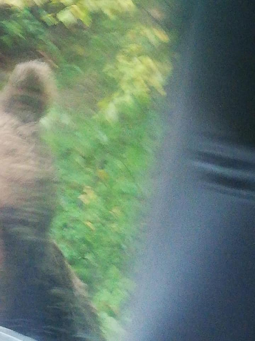 Este alertă în Prahova. Un urs rănit și agresiv a atacat oamenii în zona Bușteni