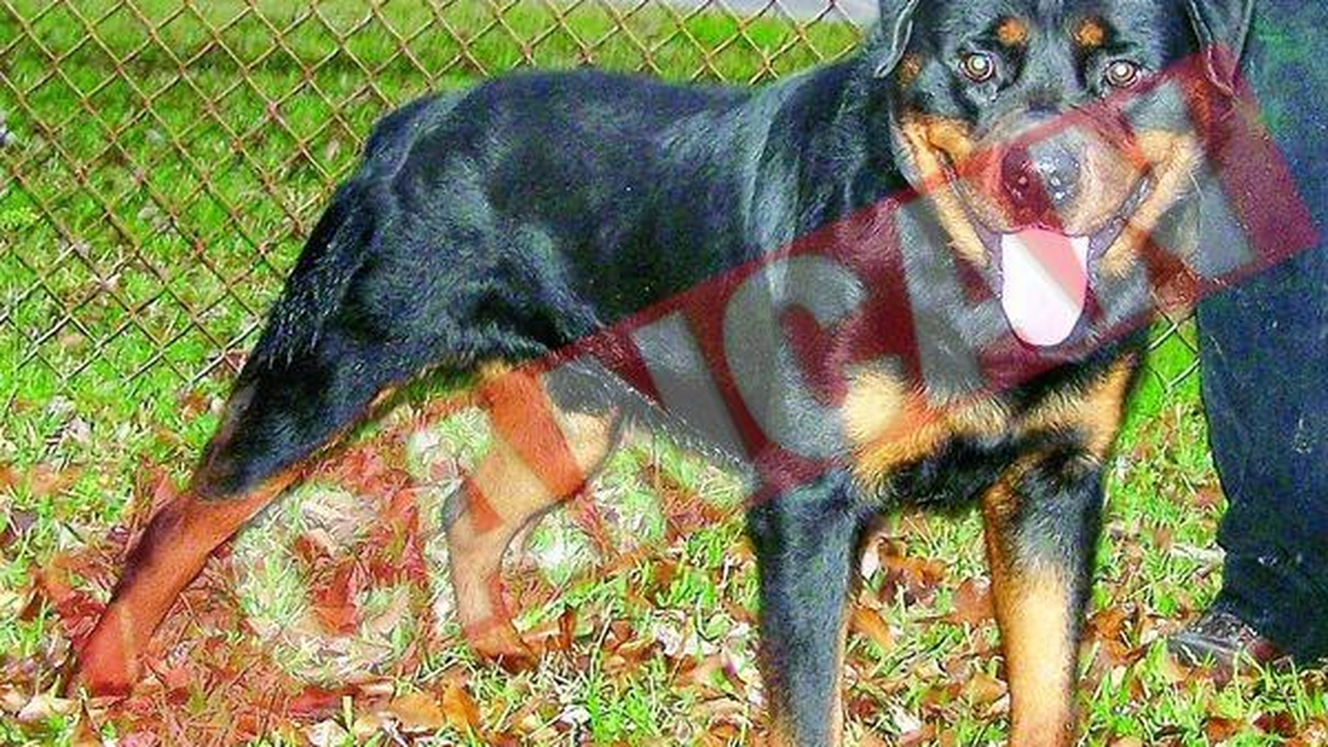 Rottweiller la puscarie