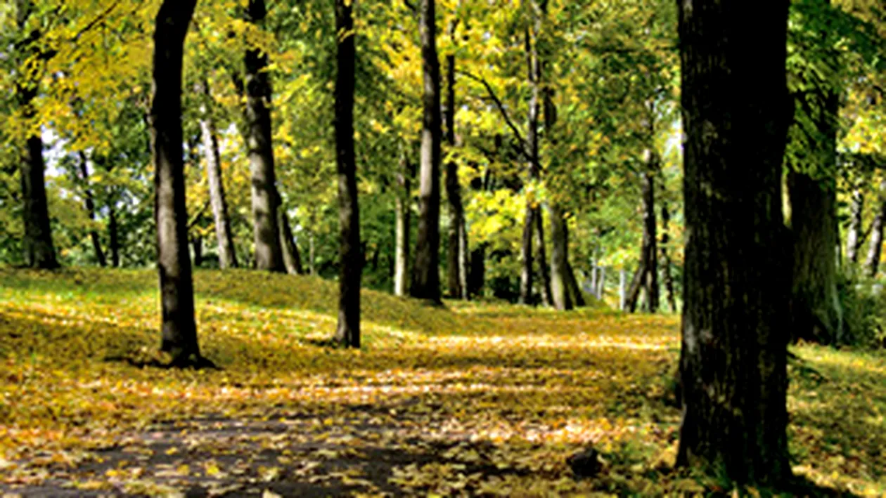 NENOROCIRE! Cinci tineri au fost zdrobiti de un copac, in parc!VIDEO