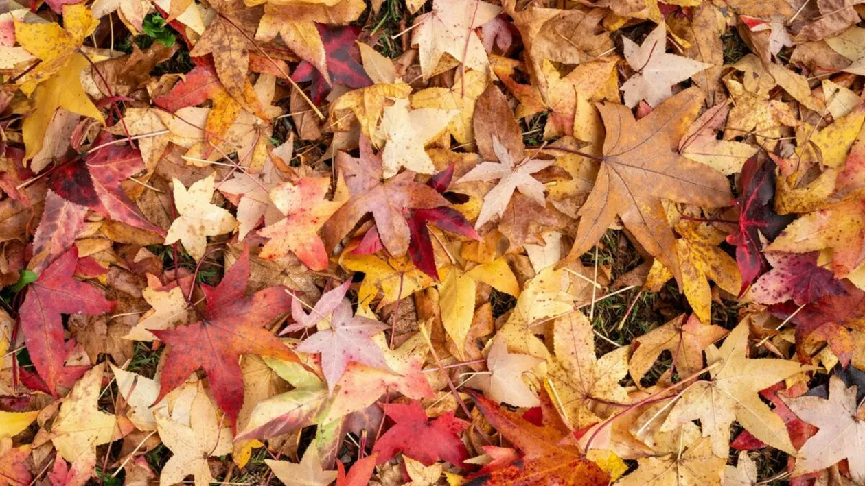 Iluzie optică pentru cei cu mintea ageră | Descoperă conul de brad ascuns printre frunze, în 5 secunde