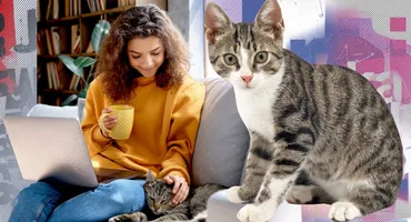 Care este semnalul sonor ce nu poate fi ignorat de pisici? De ce felinele reacționează întotdeauna la „pis-pis-pis”