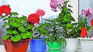 Trucuri de ingrijire a florilor de apartament