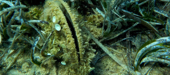 12.000 de euro pentru un „suvenir” de pe plajă. Ce a făcut un turist în Sardinia