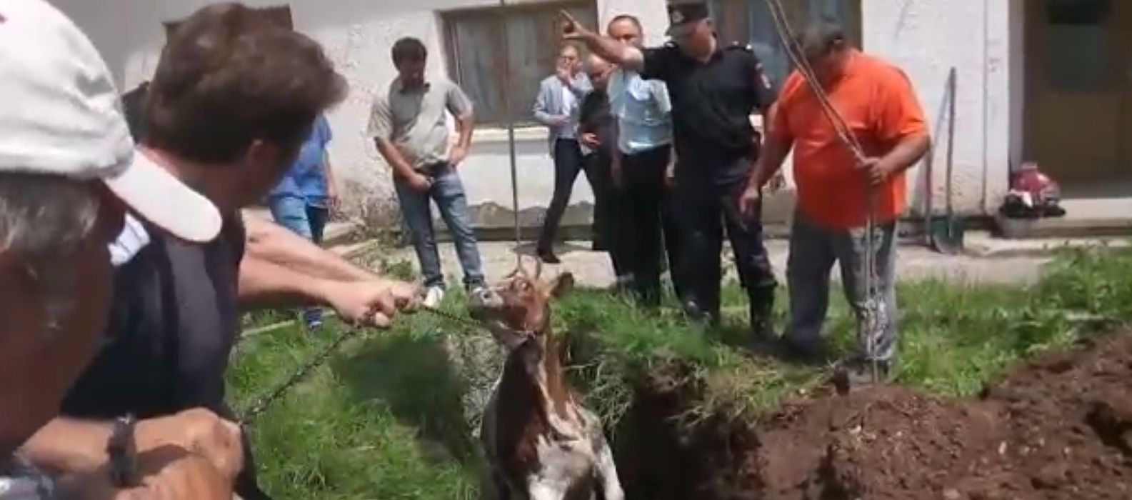Pompierii s-au chinuit minute bune să scoată vaca din canal