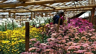 Destinul dramatic al floraresei care se pregatea sa intre in topul celor mai bogati romani! Plange ca va muri in saracie!