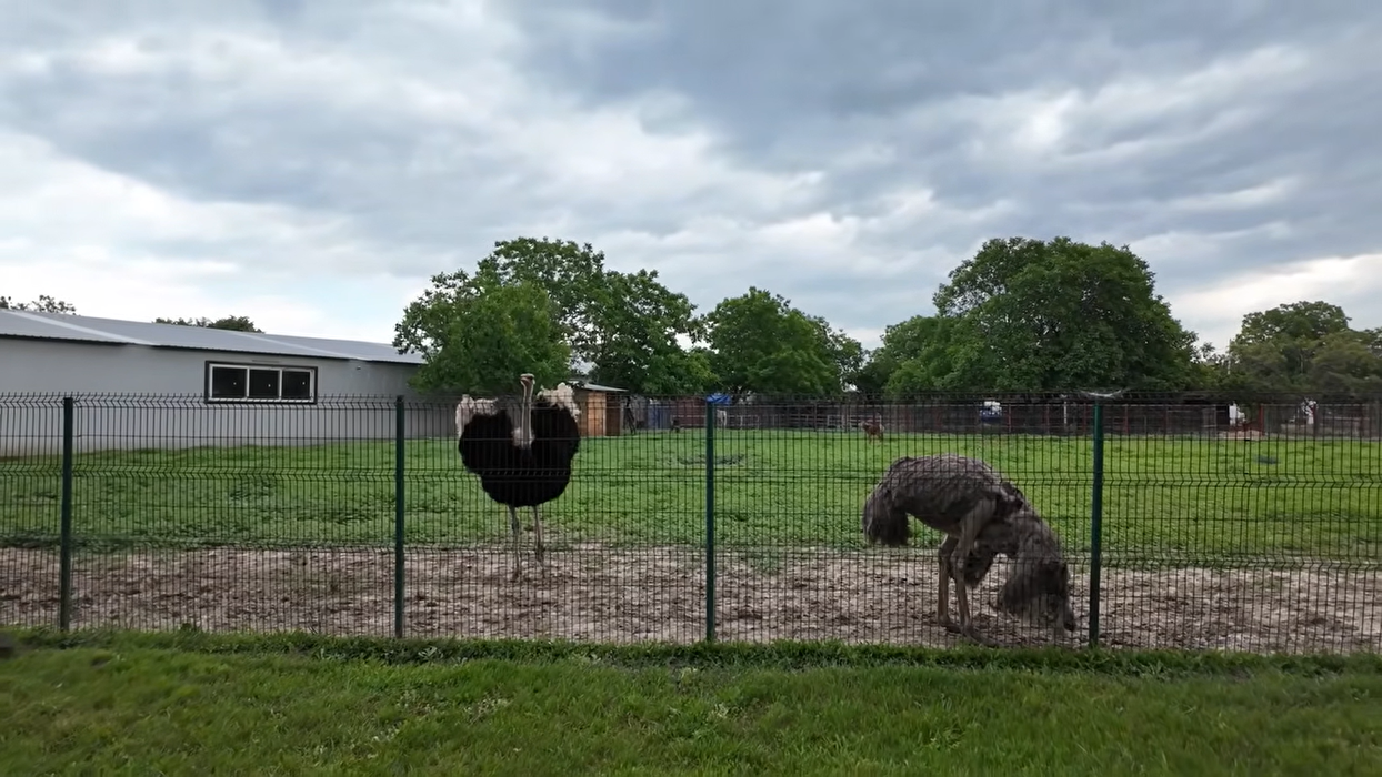 Acasă la Nuțu Cămătaru. Cum arată domeniul de 5 hectare din Rahova? Specii inedite de animale și cea mai mare piscină din București