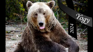 A murit Yogi, faimosul urs din Zărnești. Animalul a devenit cunoscut pentru că ocupa locul 2 în clasamentul celor mai bătrâni urși din lume