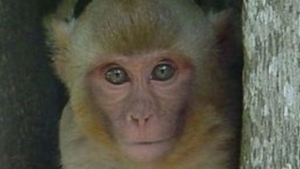 O maimuta a devenit oficial politist, in Thailanda