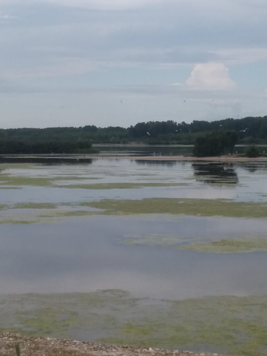 Peisaj din Delta Olteniei, de la Ipotești