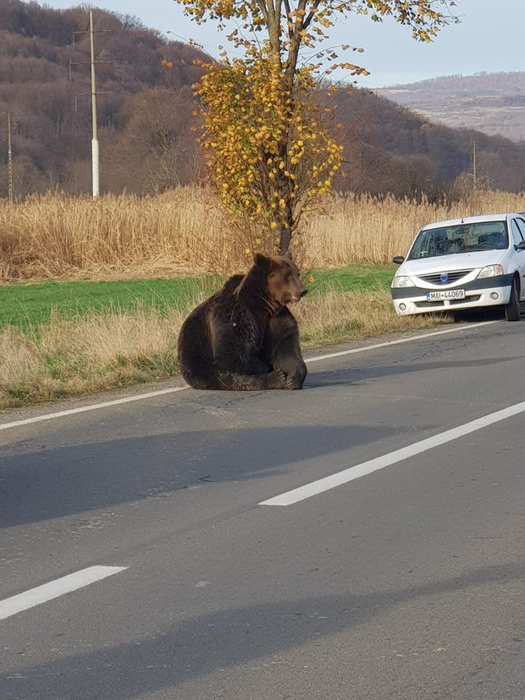 Un urs agonizează de mai bine de 24 de ore pe un drum din Harghita. Autoritățile nu au intervenit pentru salvarea animalului