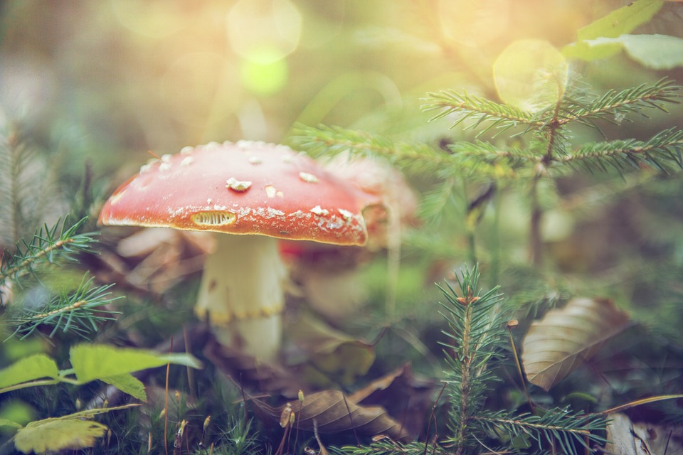 Sursa foto: pixabay.com