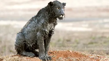 Ce leoiace jegarite!