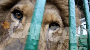 Leii lui Nutu sunt in pericol! Animalele nu pot fi transferate intr-o rezervatie pentru ca sunt “orfane”!