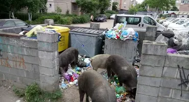 VIDEO. Aradul, invadat de porci care se hrănesc cu gunoiul neridicat de pe străzi