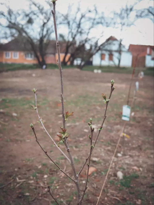 Cum arată casa de vacanță din Viscri a Danei Rogoz! Actrița a terminat renovările: „Este minunat!”