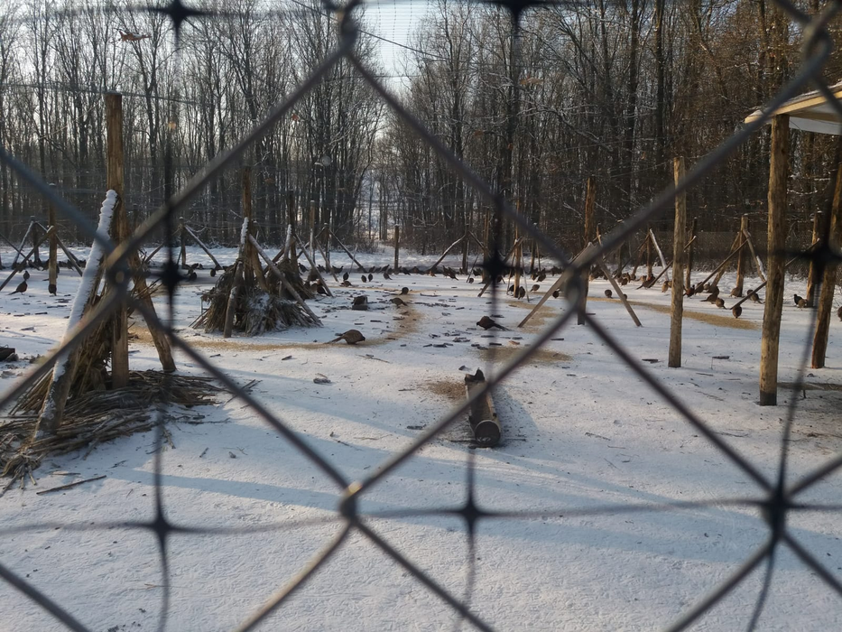 Sute de fazani sunt crescuți special pentru vânătoare în Olt