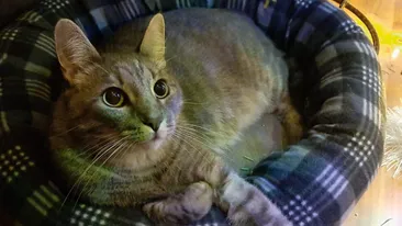 Ea este eroina zilei! O pisică i-a salvat viața stăpânului său, după ce a cerut ajutorul vecinilor